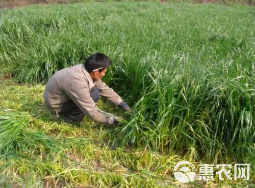 黑麦草 养羊鱼鸡鸭鹅营养丰富买六赠