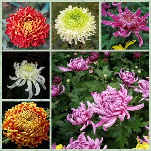 沭阳县白菊花