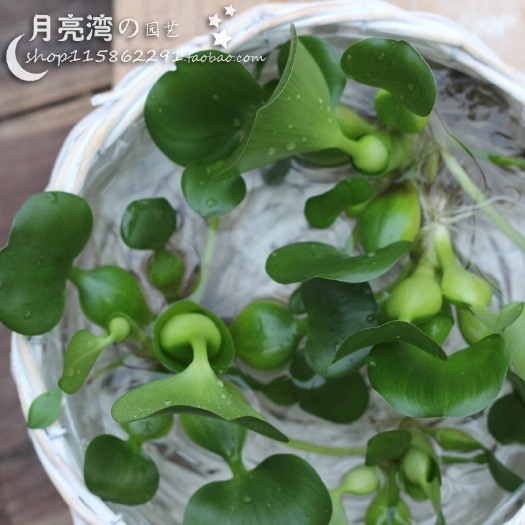 沭阳县水葫芦