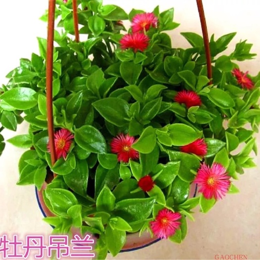 沭阳县牡丹吊兰 散装