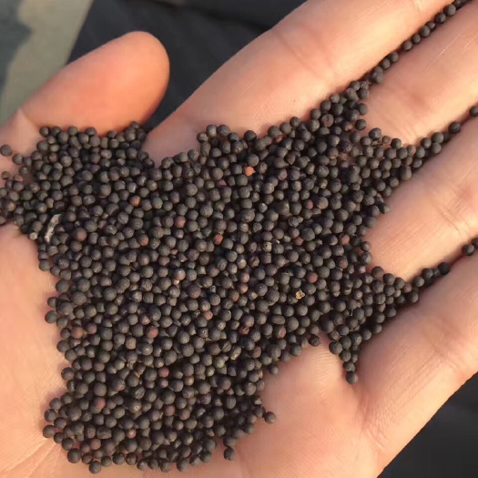 中江县油菜籽 