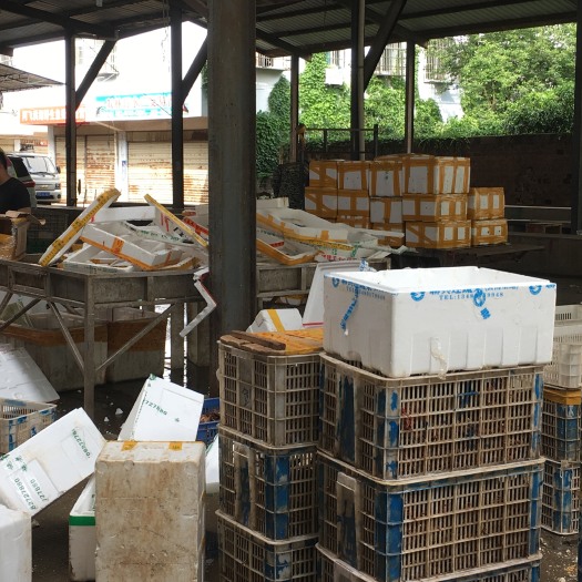 监利市小龙虾 湖北省荆州市监利县