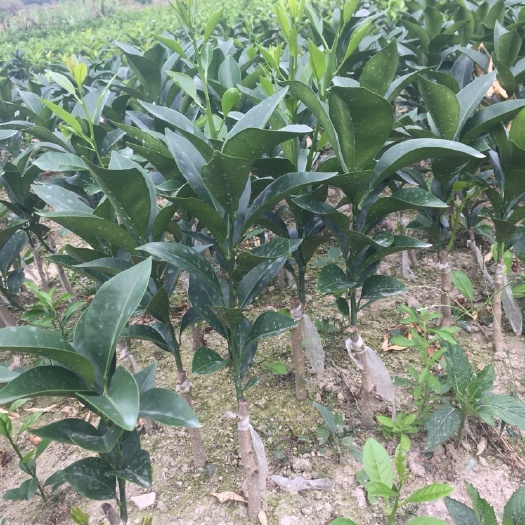 廉江市红江橙苗  果实皮薄汁多
