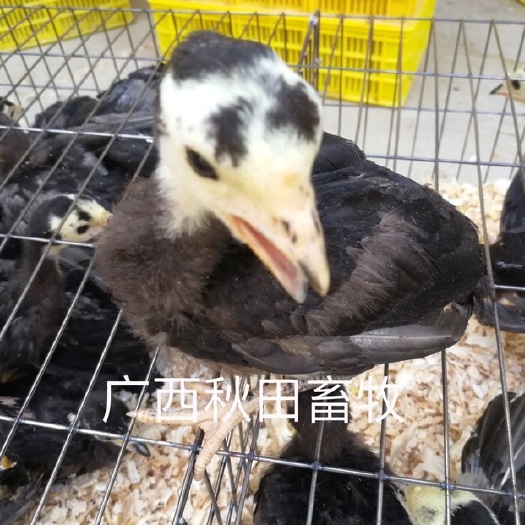南宁火鸡苗 脱温火鸡苗