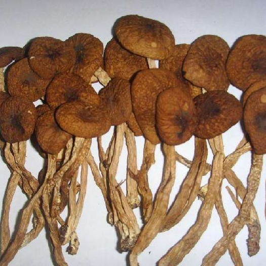 建宁县广昌5号茶树菇  自家新鲜茶树菇，一级