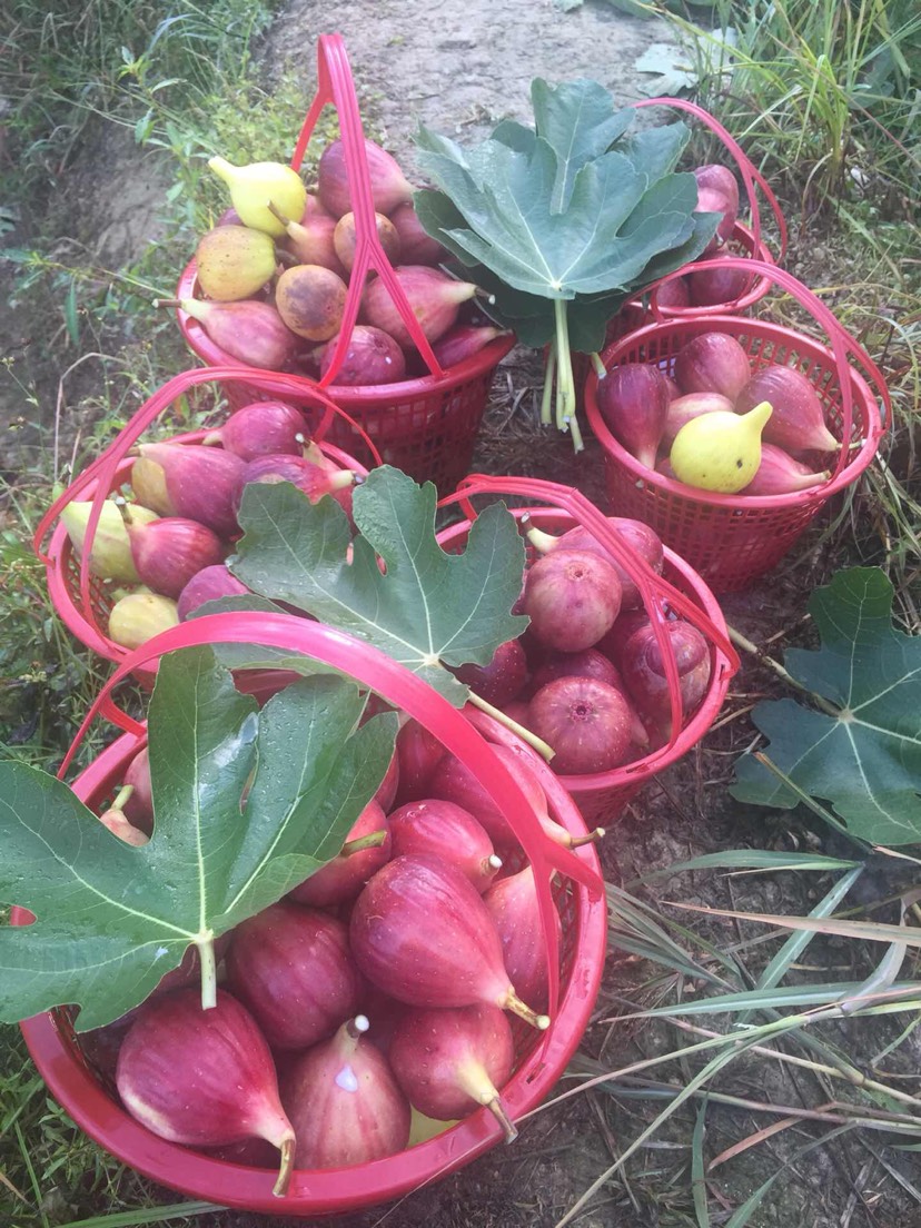 波姬红无花果  新鲜无花果，当天采摘，新鲜好吃