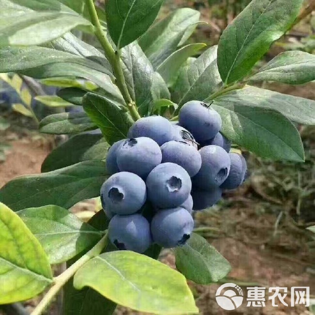 蓝莓