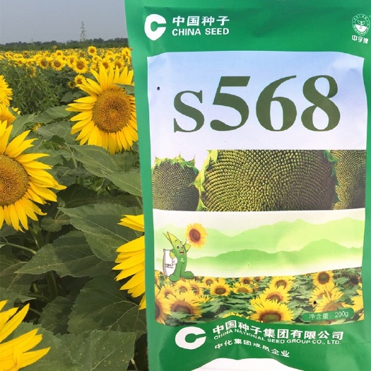 矮大头油葵 