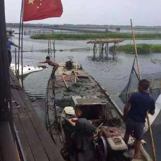 苏州 自产自销唯亭阳澄湖镇大闸蟹