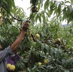 资兴市锦绣黄桃 60mm以上 4两以上 