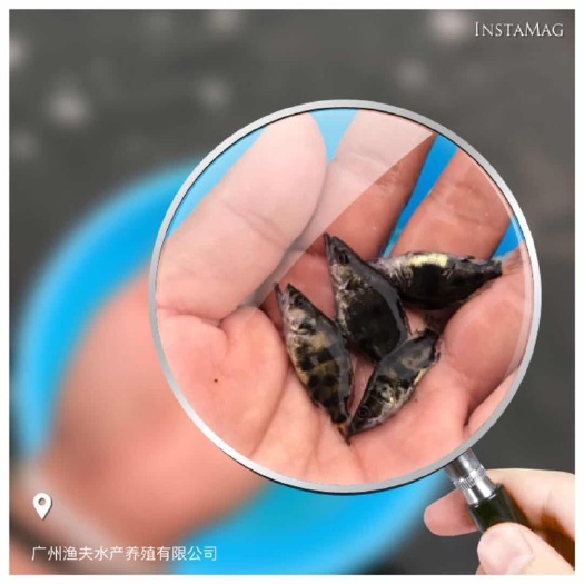 广州鳜鱼苗 