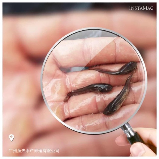 佛山叉尾鮰鱼苗 