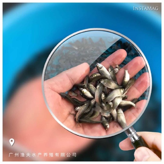 鲫鱼苗 