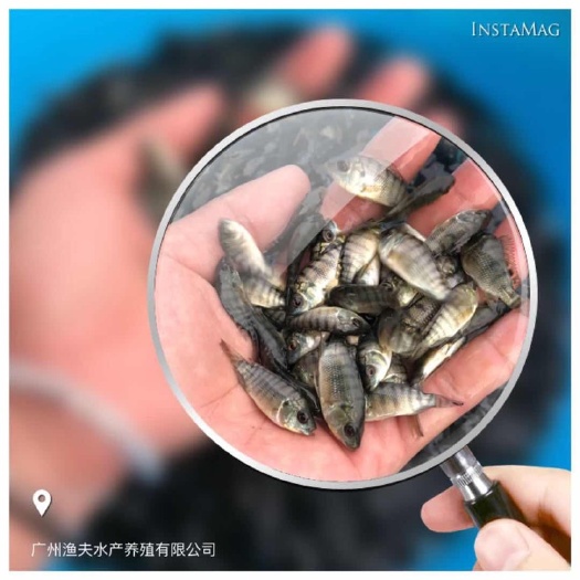 罗非鱼苗 