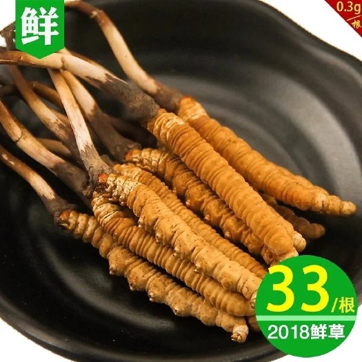 小金县冬虫夏草