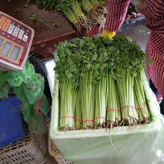 聊城香芹 55~60cm 0.5斤以下 大棚种植
