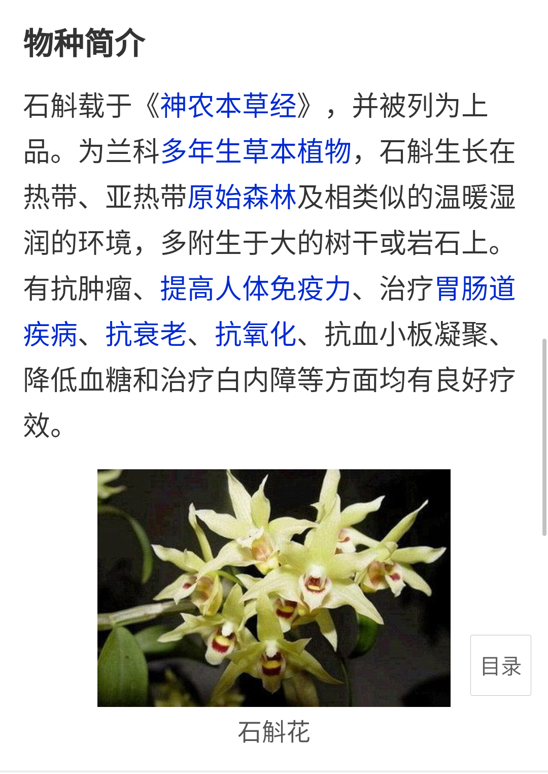 铁皮石斛花 