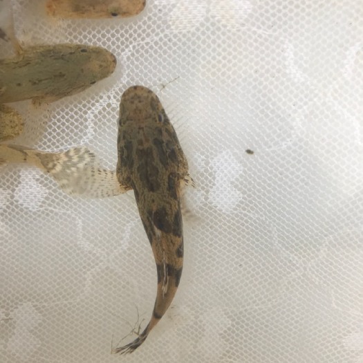 广州笋壳鱼苗