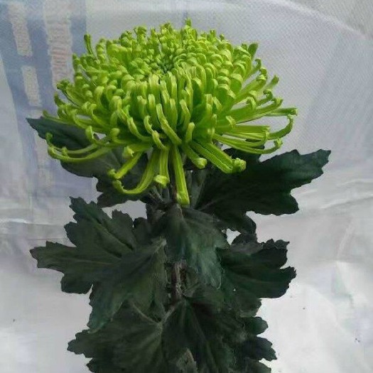 开封秋菊 