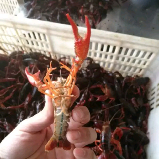 清水小龙虾 人工养殖 4-6钱