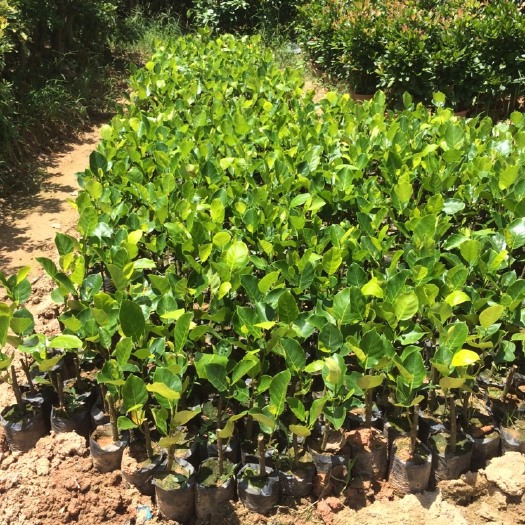 灵山县马来西亚一号菠萝蜜苗