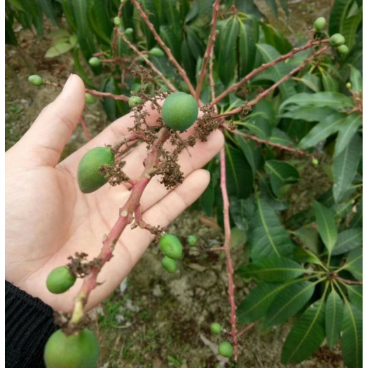 灵山县桂七芒果苗