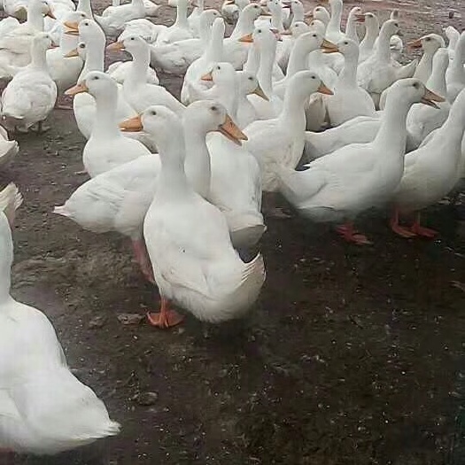 南宁樱桃谷肉鸭苗