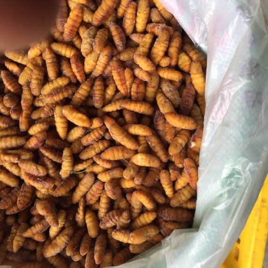  金丝蛹 蚕蛹 桑蚕蛹