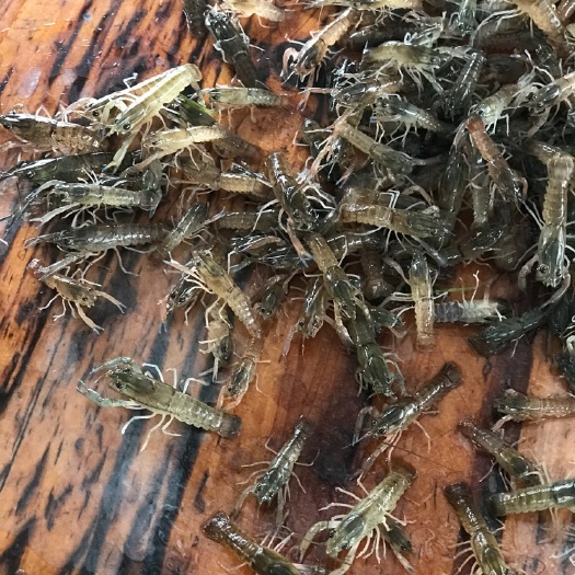 广州澳洲淡水小龙虾苗 