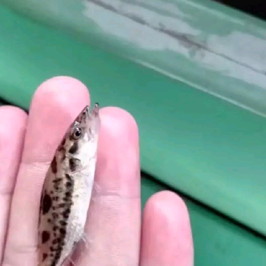 清远翘嘴鳜 人工养殖 0.01