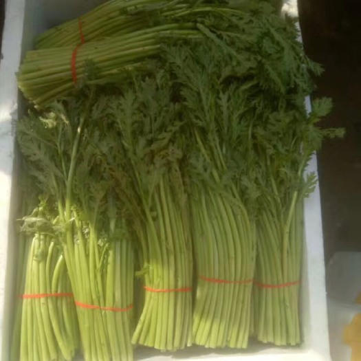 西安光杆茼蒿 25~30cm