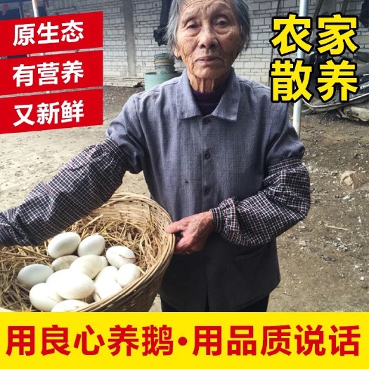 阳江 大鹅蛋，初生小蛋，新鲜批发。