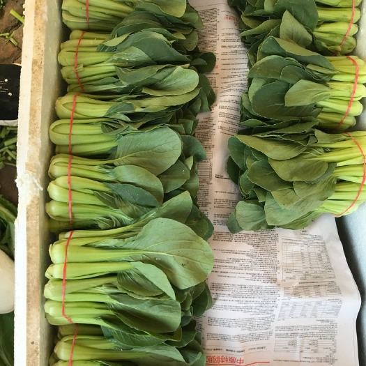 西安小青菜 15~20公分