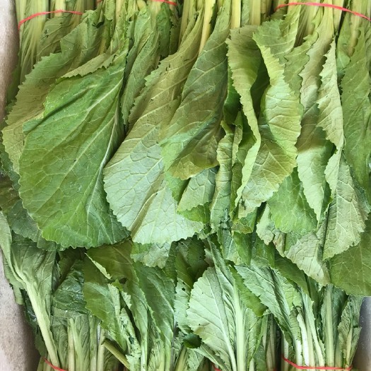 西安叶用芥菜