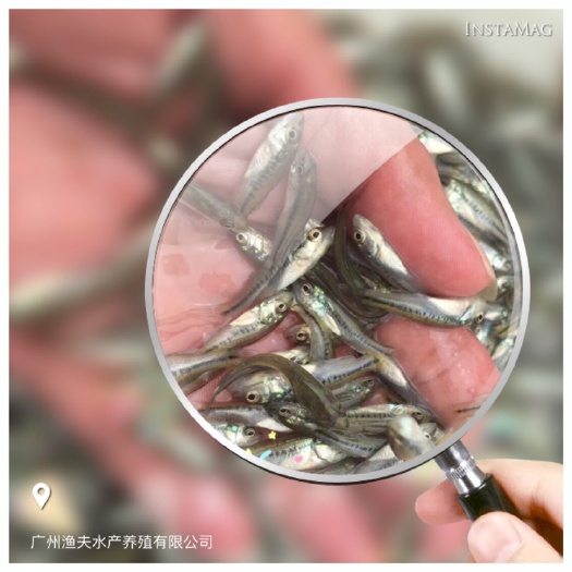 佛山加州鲈鱼苗 