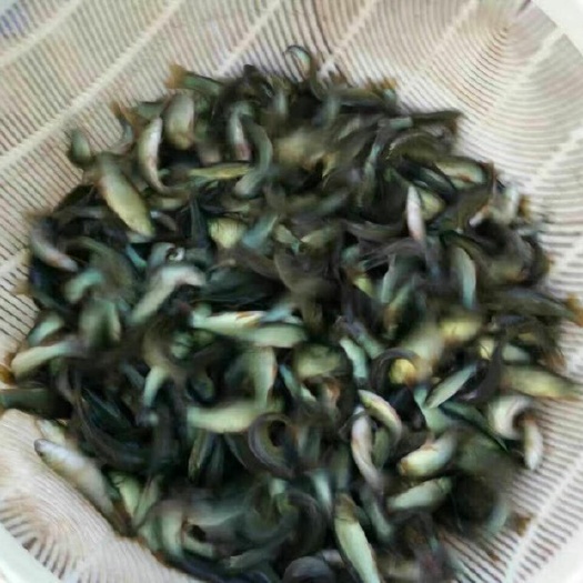 眉山丁桂鱼苗 