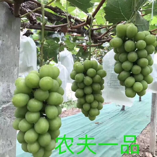 东莞市防草布