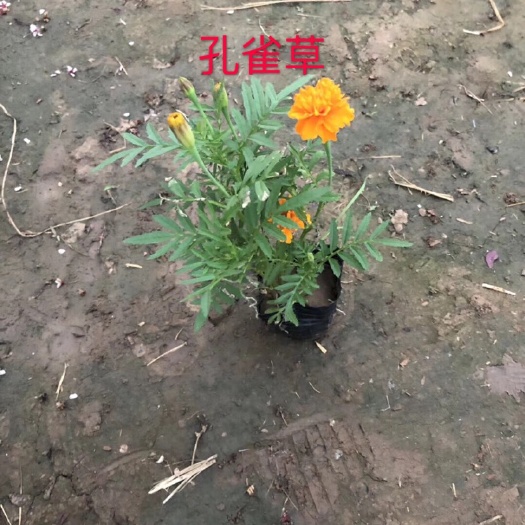 青州市孔雀草菊花苗 