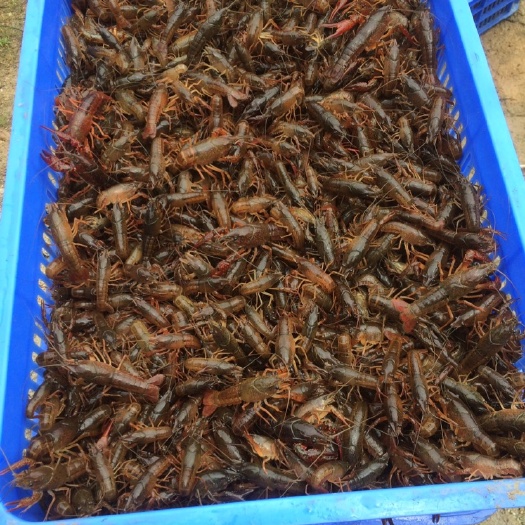 桂林小龙虾苗