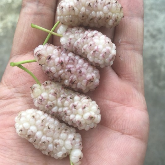 海宁市大白珍珠桑苗  白珍珠桑葚苗色晶莹剔透 漂亮甜度高南北均可以