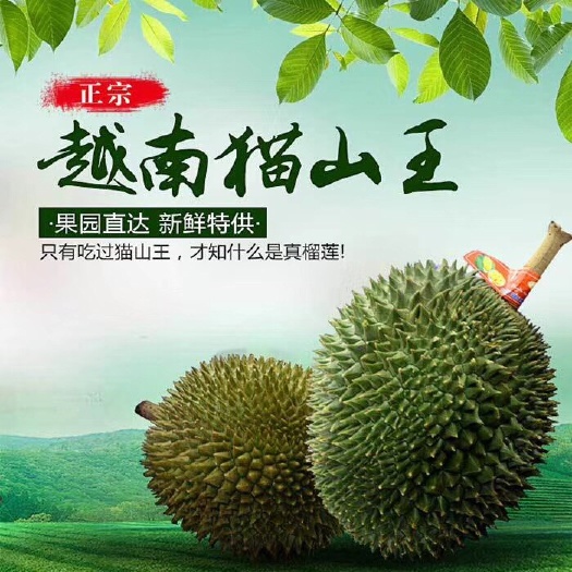凭祥市猫山王榴莲 3～4  4～5