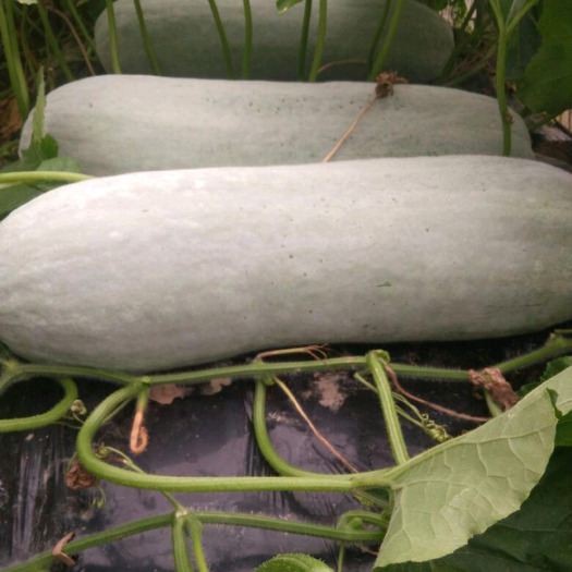 芜湖白皮冬瓜  精品长条冬瓜