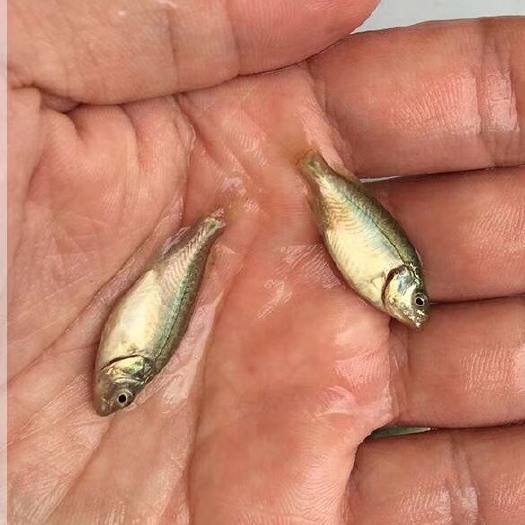 广州宝石鲈鱼苗 