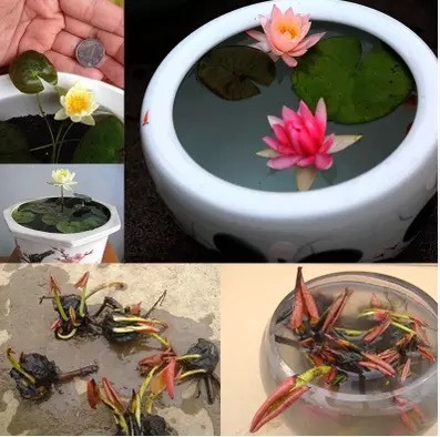 沭阳县睡莲
