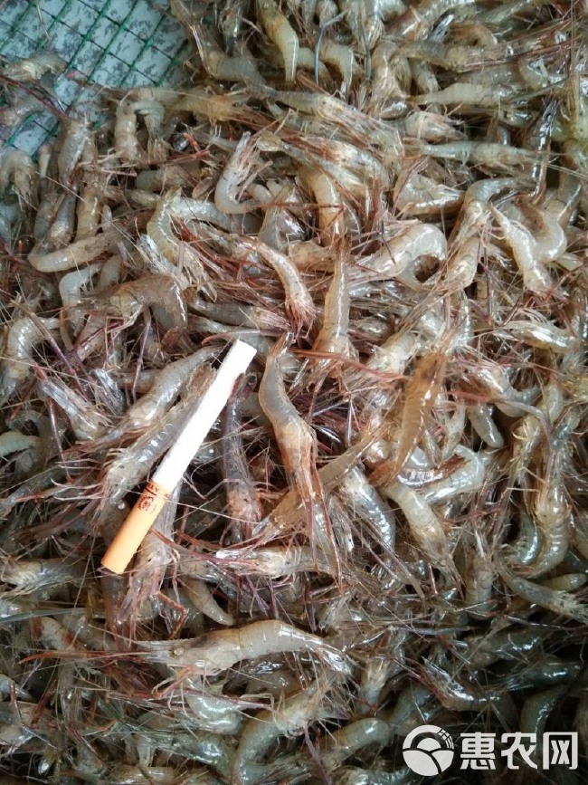 水库产河虾、青虾，规格齐全，活虾速冻，各种包装都可定做。