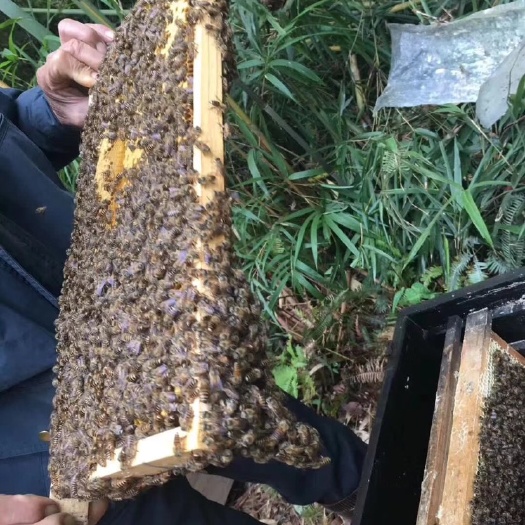 广州中蜂 