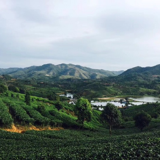 思茅烘青绿茶 今年头批春茶！欢迎大家尝鲜.