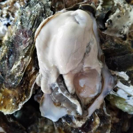 连云港乳山牡蛎 人工养殖 4-5两/只 
