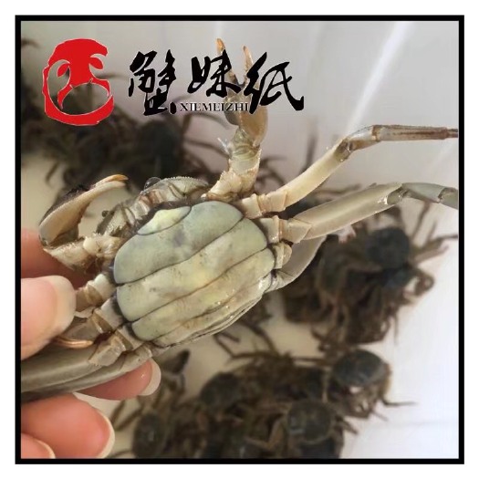 南京固城湖大闸蟹 2.5两 公蟹 