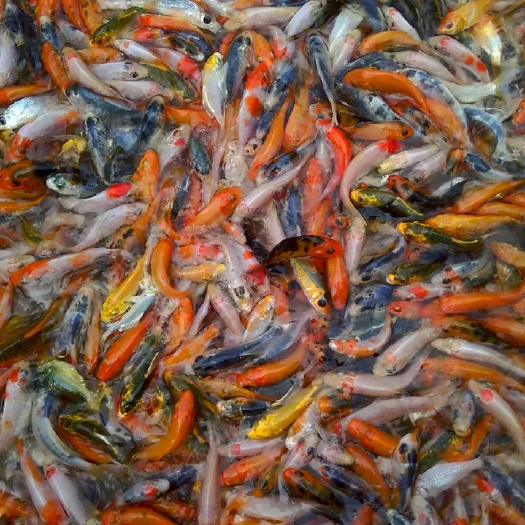 清远锦鲤鱼苗
